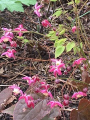 Epimedium × rubrum