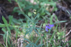 Lathyrus cyaneus