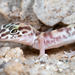 Western Banded Gecko - Photo (c) Marshal Hedin, some rights reserved (CC BY-NC-SA)