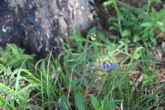 Lathyrus cyaneus