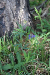 Lathyrus cyaneus
