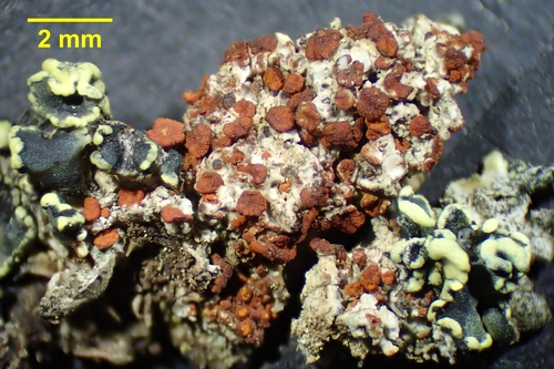 Caloplaca epithallina