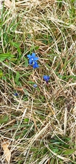 Gentiana verna
