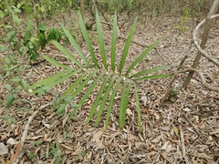 Zamia loddigesii