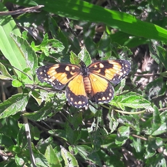 Chlosyne lacinia saundersi