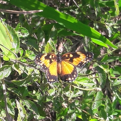 Chlosyne lacinia saundersi