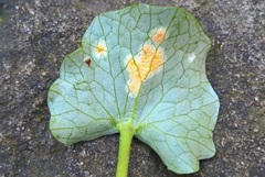 Uromyces rumicis