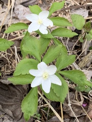 Anemonoides lancifolia