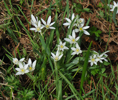 Ornithogalum montanum