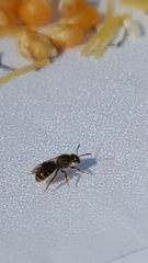 Anthophila
