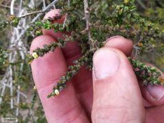 Aspalathus hispida hispida