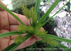 Cyperus hermaphroditus