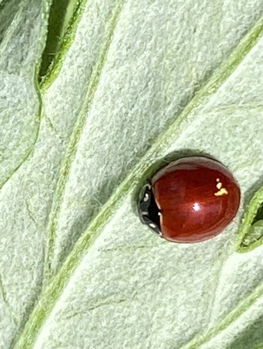 iNaturalist observation photo of Spotless Lady Beetle