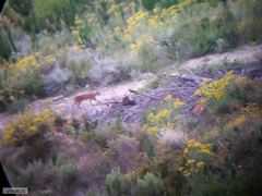 Caracal caracal