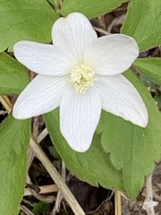 Anemonoides lancifolia