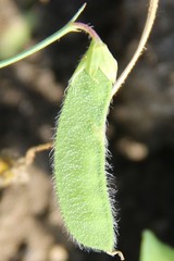 Lathyrus hirsutus