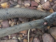 Psammophis crucifer