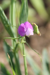 Lathyrus hirsutus