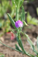 Lathyrus hirsutus