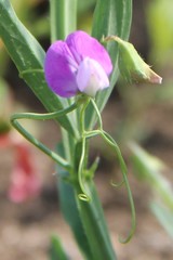 Lathyrus hirsutus
