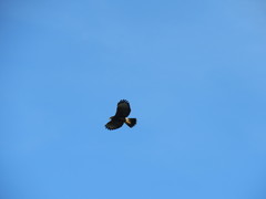 Parabuteo unicinctus