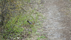 Turdus migratorius