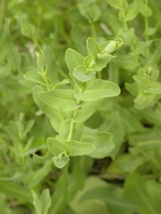 Klasea cerinthifolia