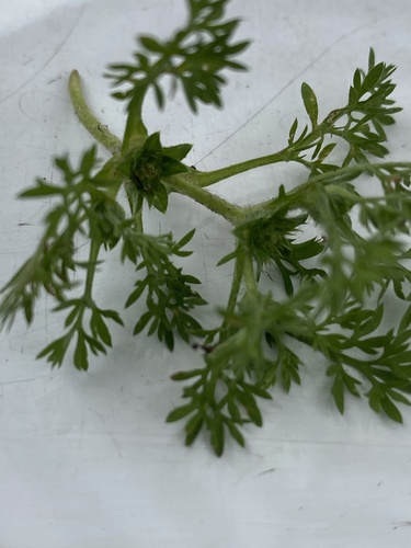 Soliva image