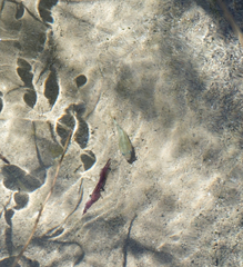 Cyprinodon nevadensis