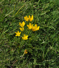 Ranunculus millefoliatus