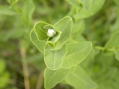 Klasea cerinthifolia