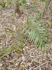 Zamia loddigesii