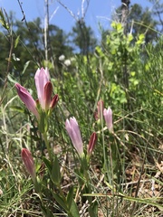 Spigelia alabamensis