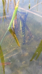 Pelobates fuscus insubricus