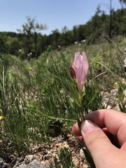 Spigelia alabamensis