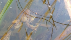 Pelobates fuscus insubricus