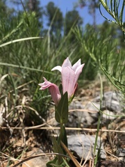 Spigelia alabamensis