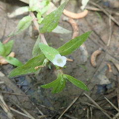 Gratiola virginiana