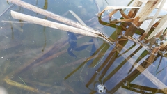 Pelobates fuscus insubricus