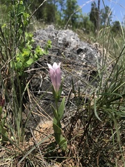 Spigelia alabamensis