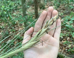 Tillandsia × floridana