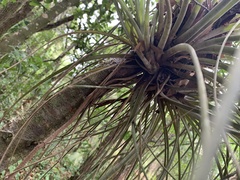 Tillandsia × floridana