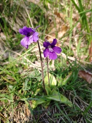 Pinguicula grandiflora