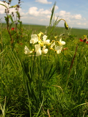 Lathyrus pallescens