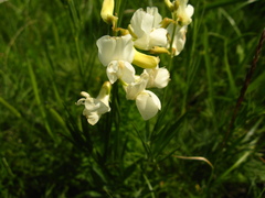 Lathyrus pallescens