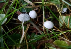 Hemimycena lactea