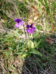 Pinguicula grandiflora