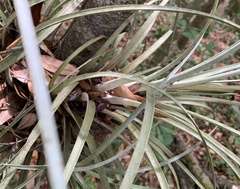 Tillandsia × floridana