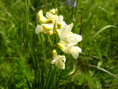 Lathyrus pallescens