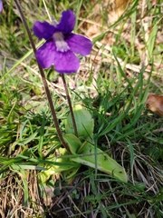 Pinguicula grandiflora
